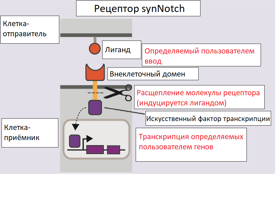 Устройство рецептора synNotch