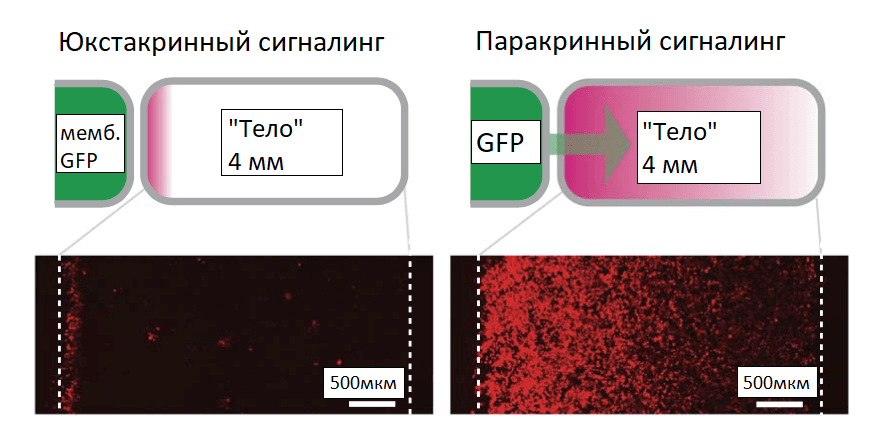 Синтетические морфогены