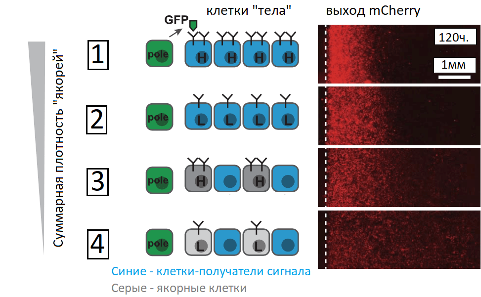 Синтетические морфогены