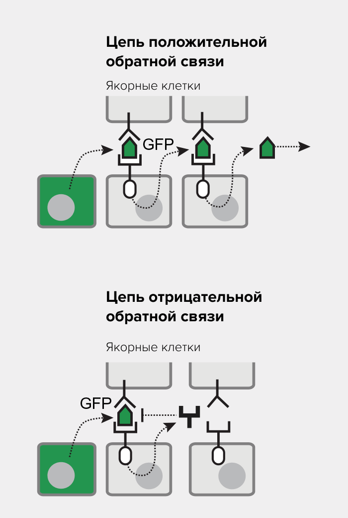 Регуляция передачи сигналов морфогена