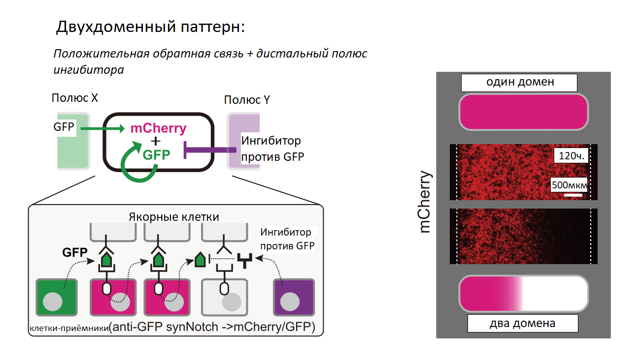 Схема взаимодействия синтетических морфогенов