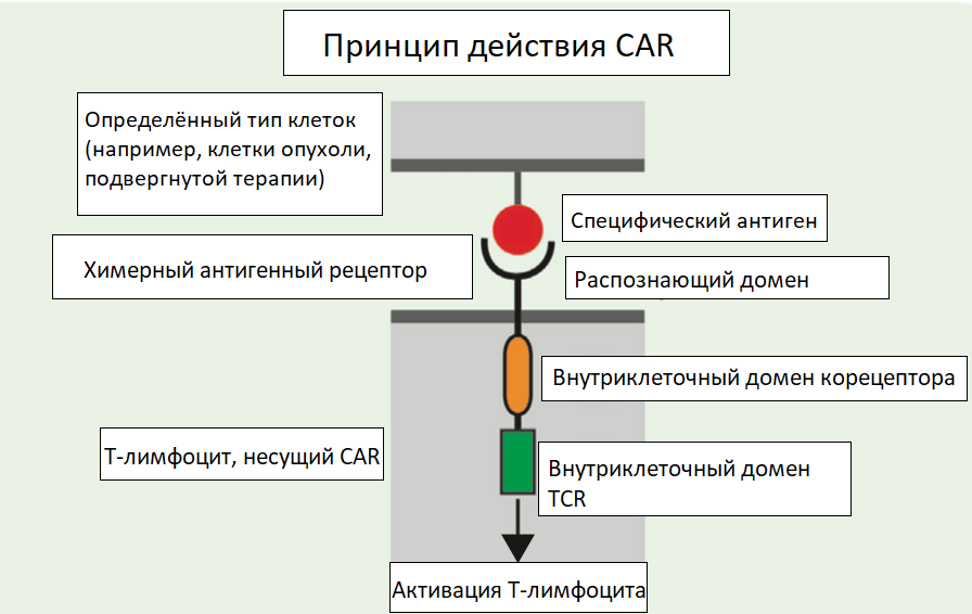 Синтетический Т-клеточный рецептор