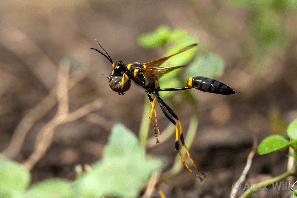 Sceliphron caementarium