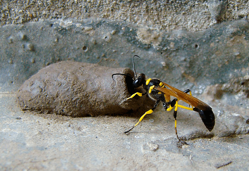 Sceliphron caementarium