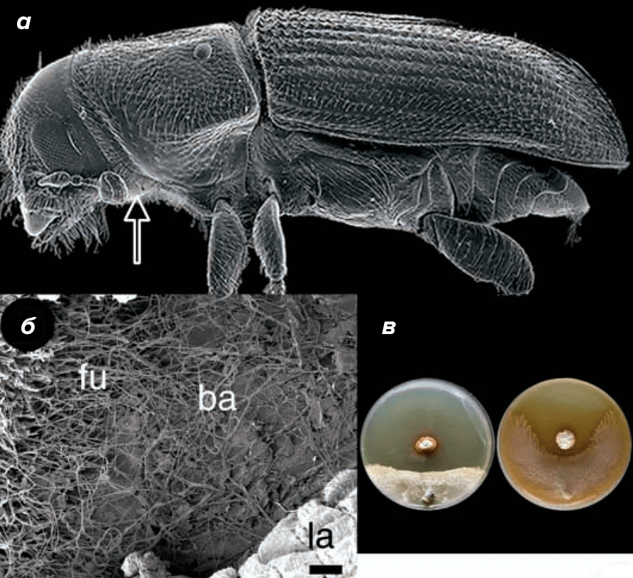Короед, гриб и актинобактерия