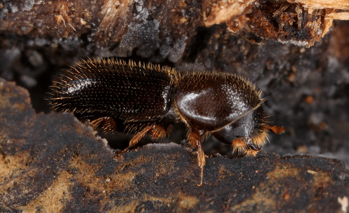 Xyleborinus saxesenii