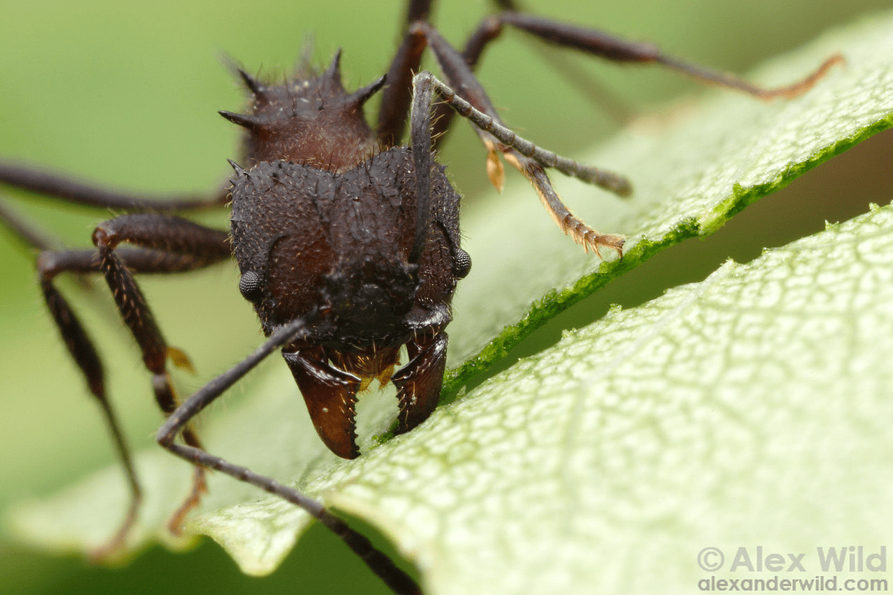 Acromyrmex lundii