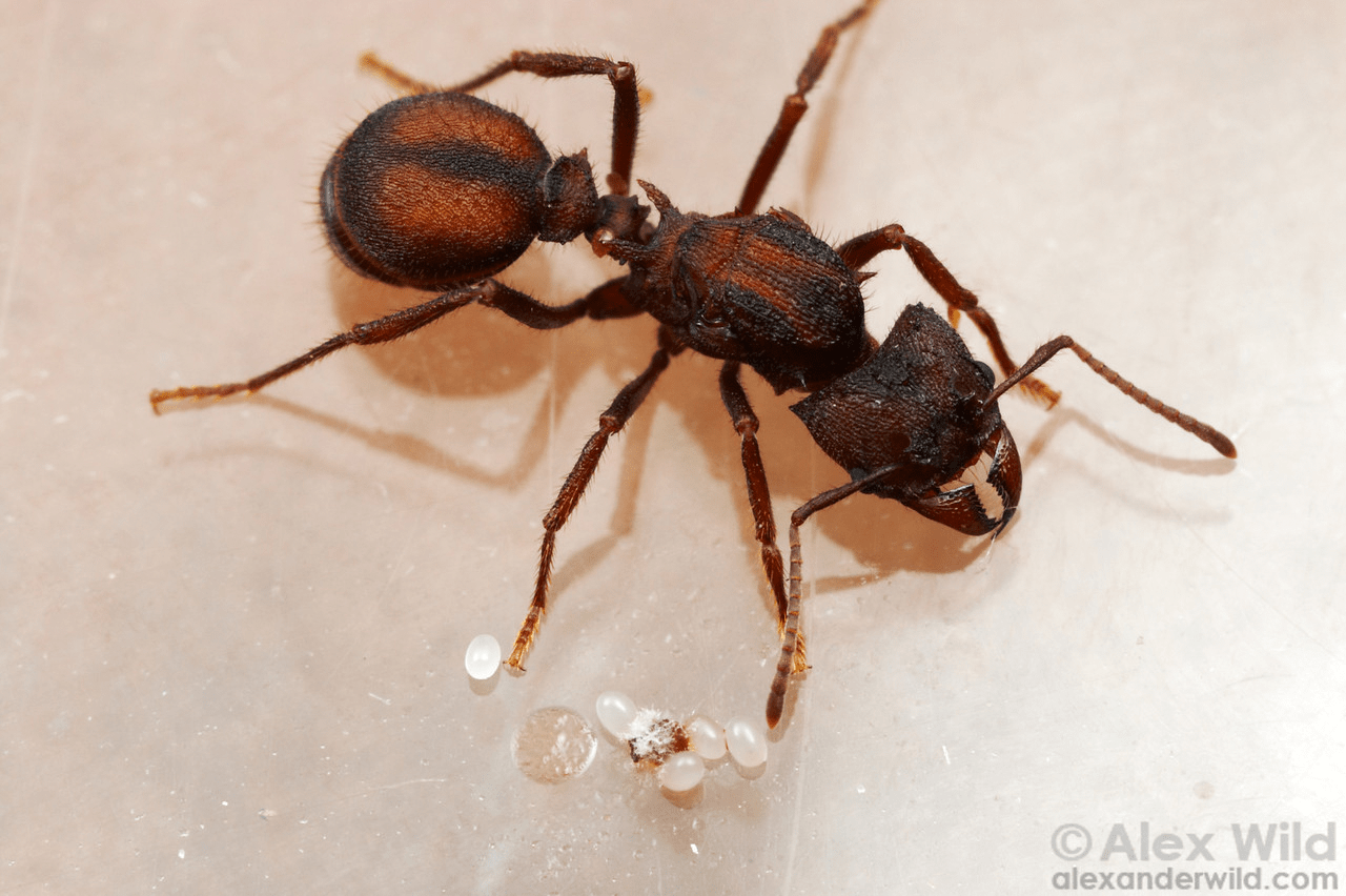 Молодая королева-мать Acromyrmex versicolor