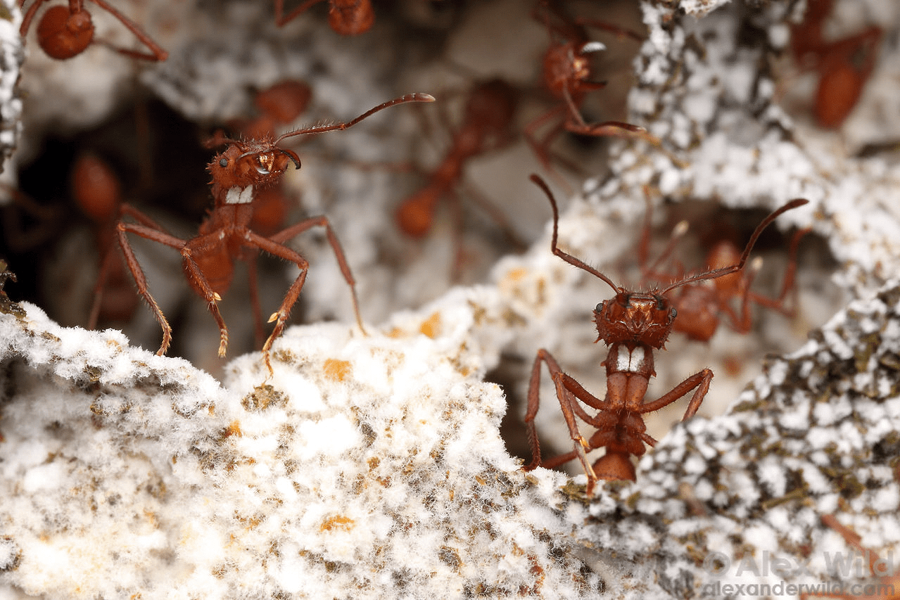 Acromyrmex echinatior