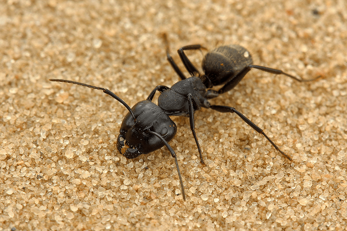 Camponotus vagus