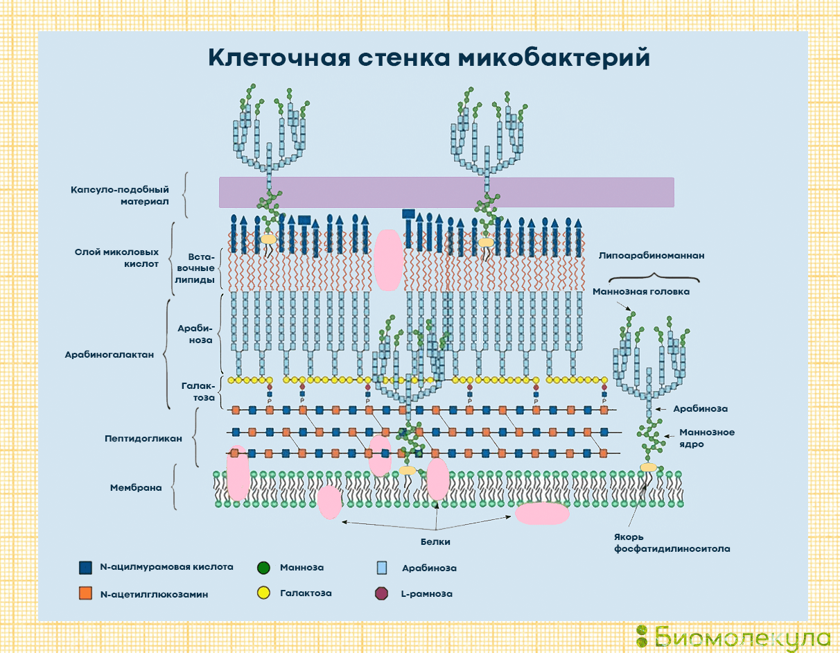 Клеточная стенка микобактерии