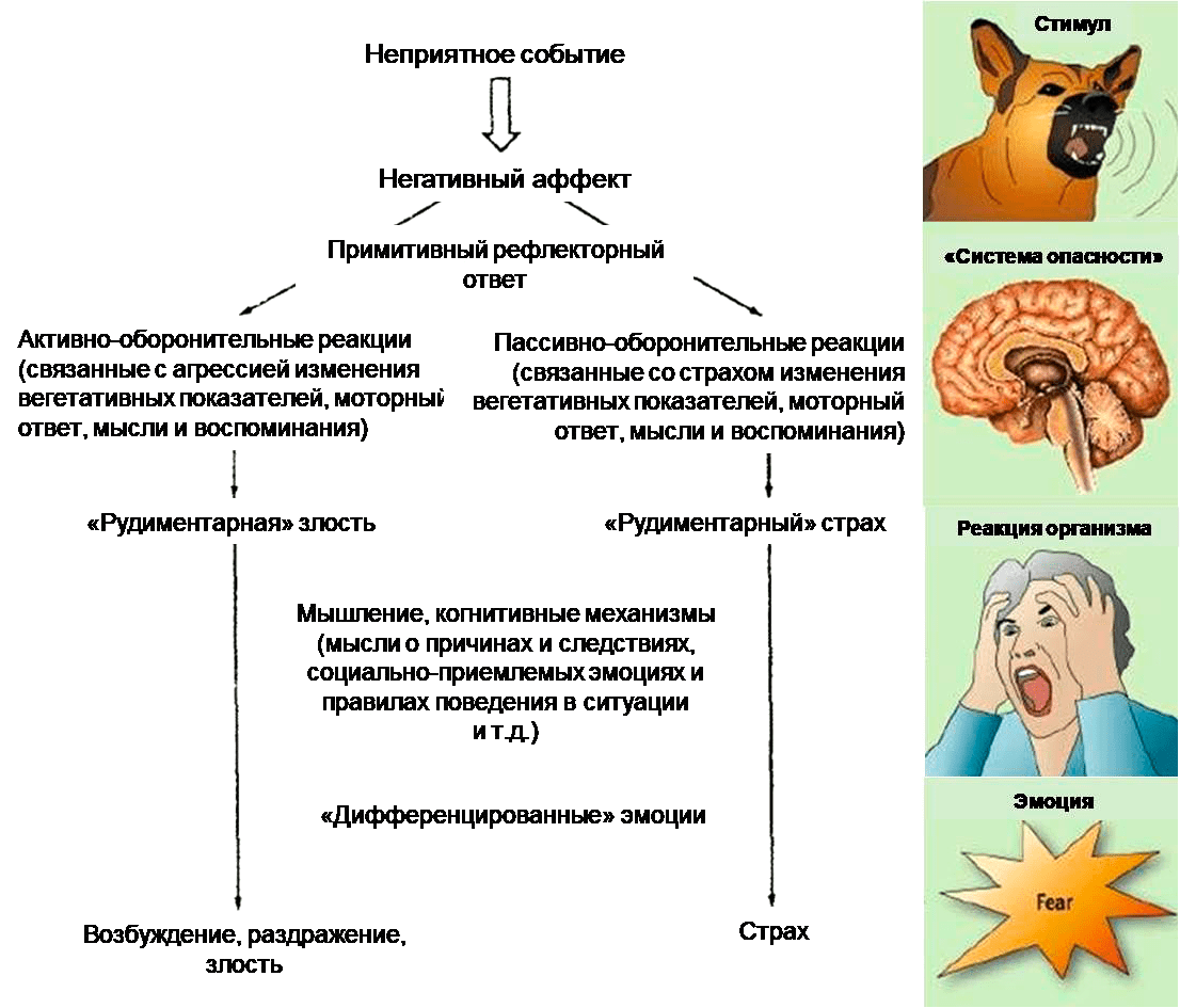 Схематичное представление работы «системы опасности»