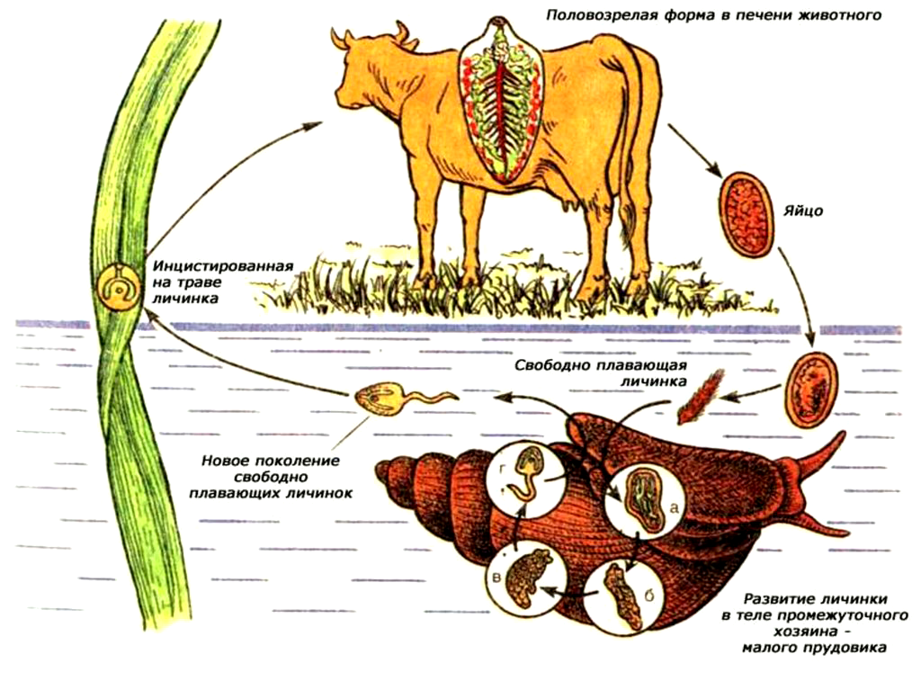 Жизненный цикл печёночного сосальщика