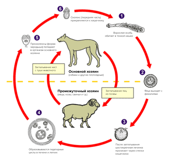Жизненный цикл эхинококка
