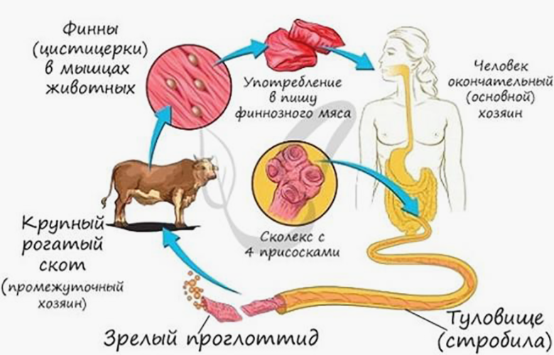 Жизненный цикл бычьего цепня