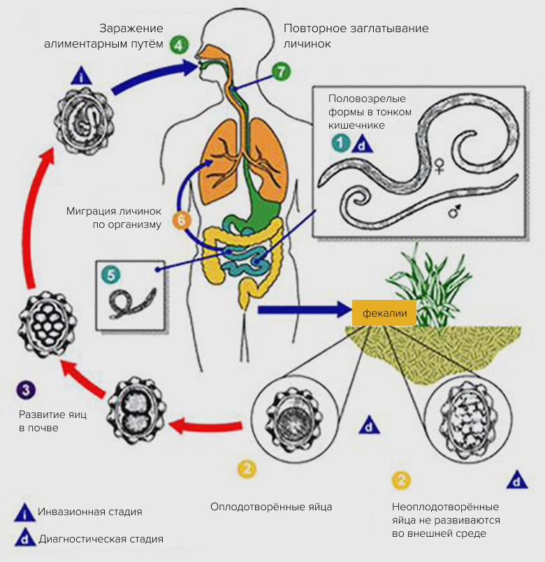 Жизненный цикл аскариды