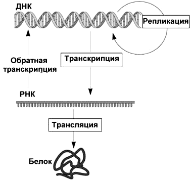 Центральная догма молекулярной биологии