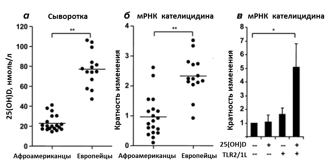 Роль витамина D в экспрессии кателицидина