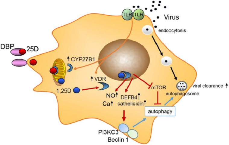Аутофагия и противовирусное действие витамина D