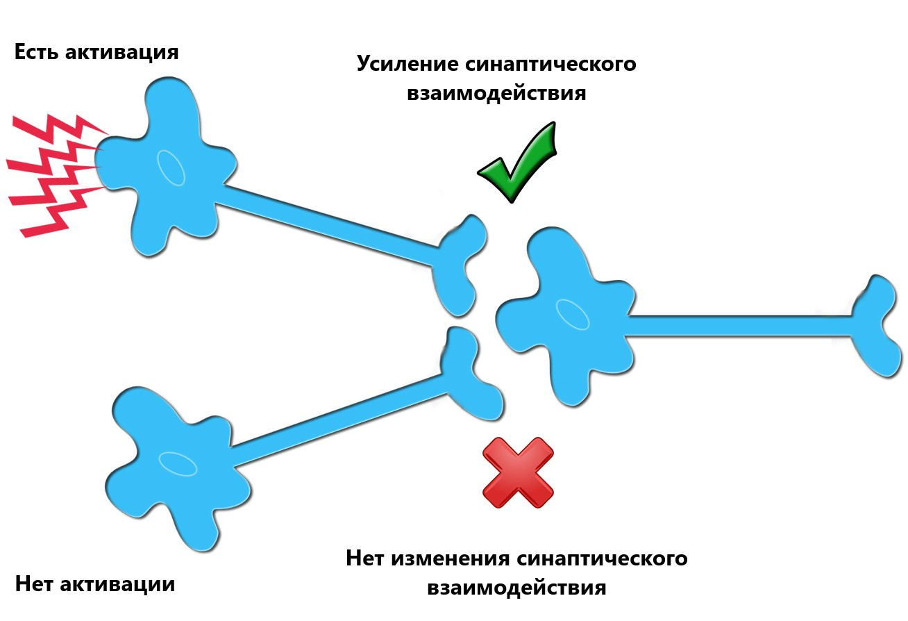 Механизм пластичности Хебба