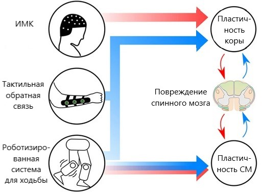 Пластичность спинного мозга