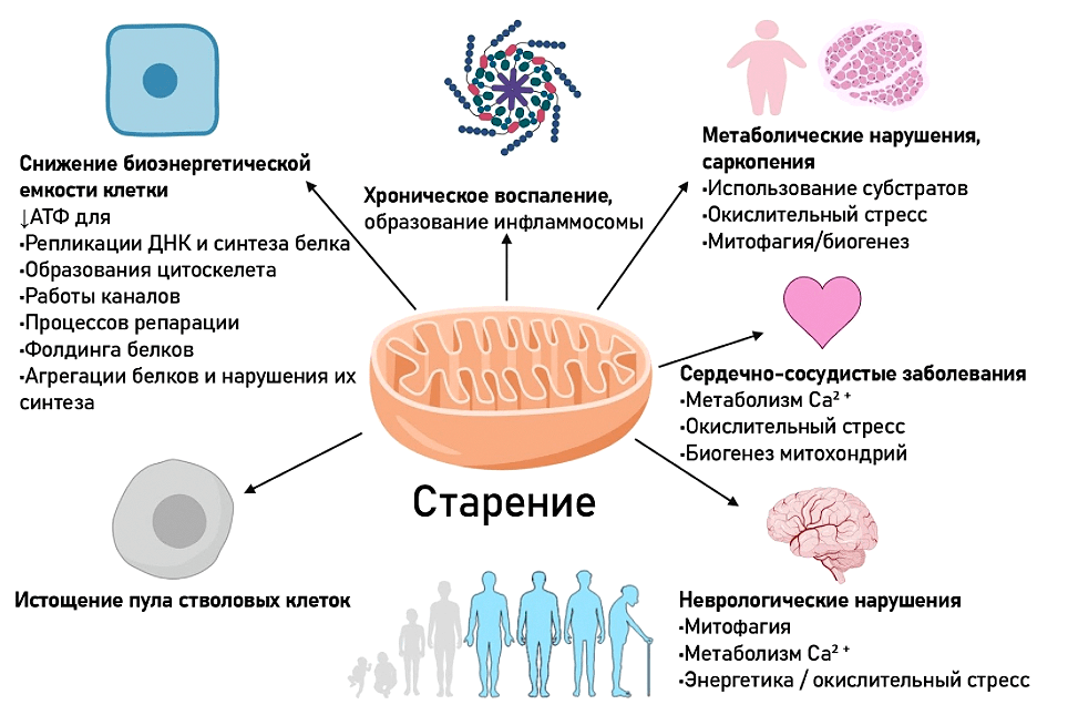 Роль митохондрий в старении клетки и организма