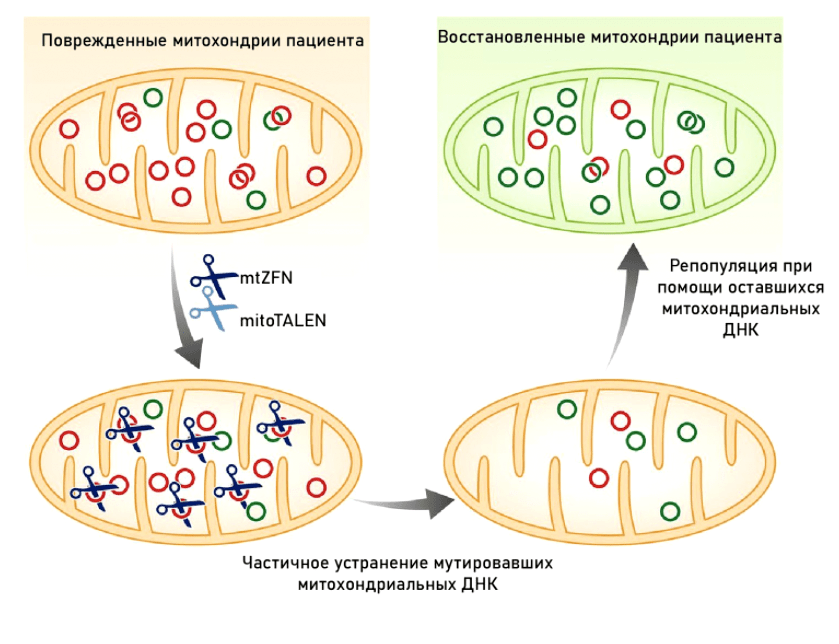 Принцип действия генной терапии митохондрий