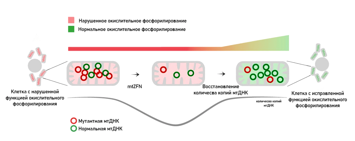 Генная терапия митохондрий при помощи «цинковых пальцев»