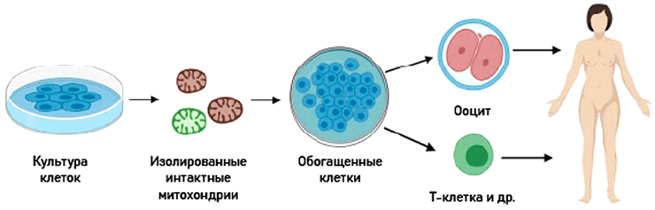 Принцип проведения митохондриальной обогащающей терапии