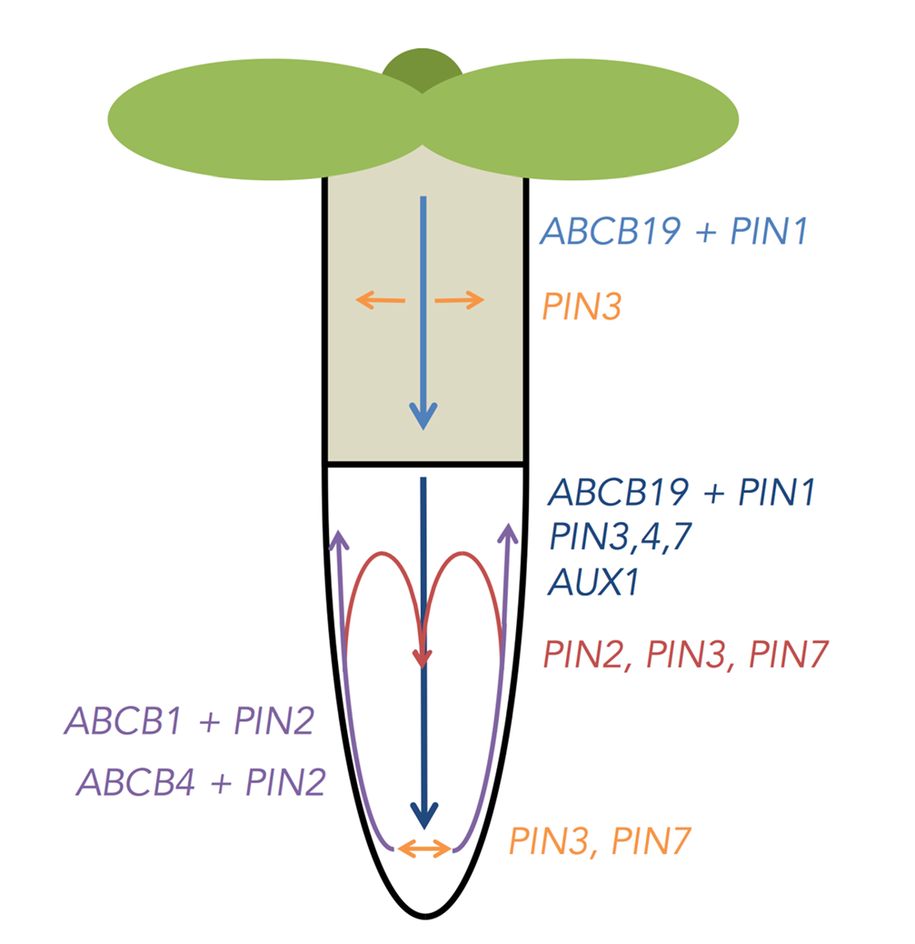 Разнообразие белков PIN