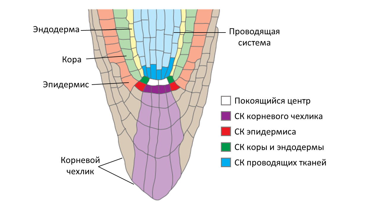 Строение кончика корня на клеточном уровне