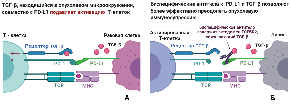 Биспецифические антитела в деле