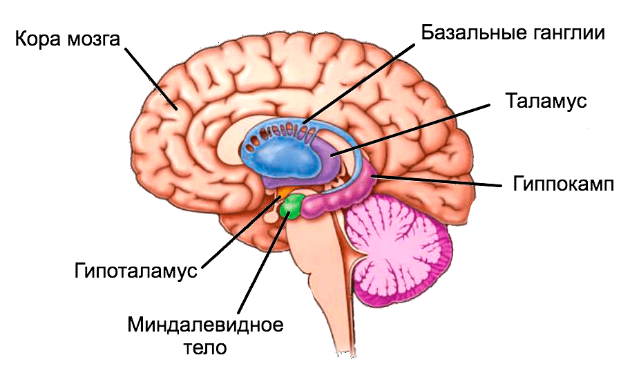 Анатомическое расположение миндалевидного тела