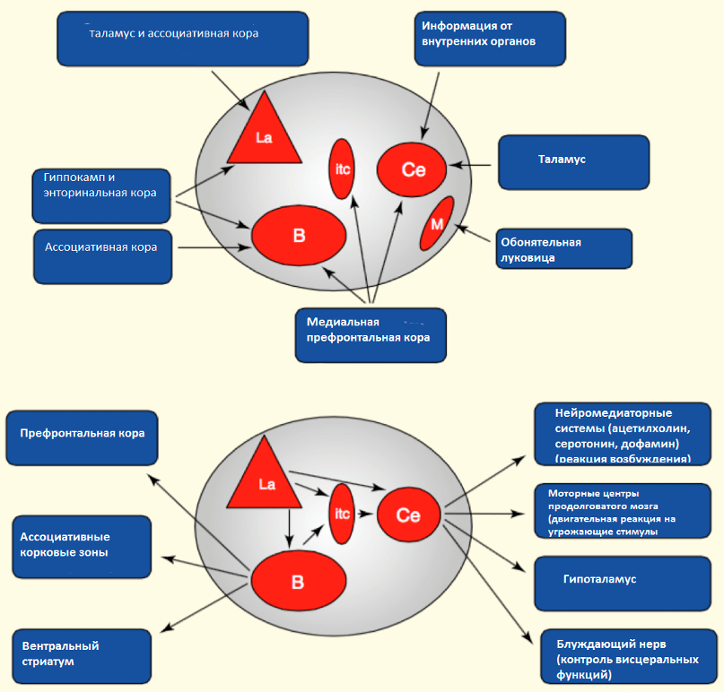 Иллюстрация входов и выходов ядер миндалевидного тела