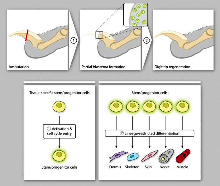 Регенерация пальца у мышей