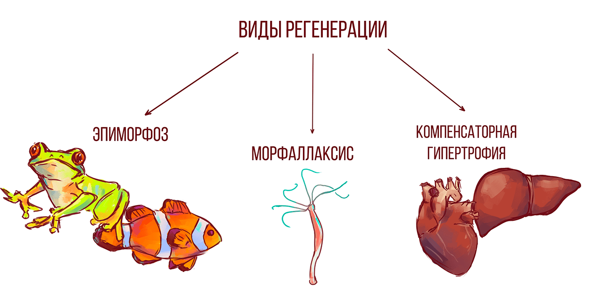 Виды регенерации