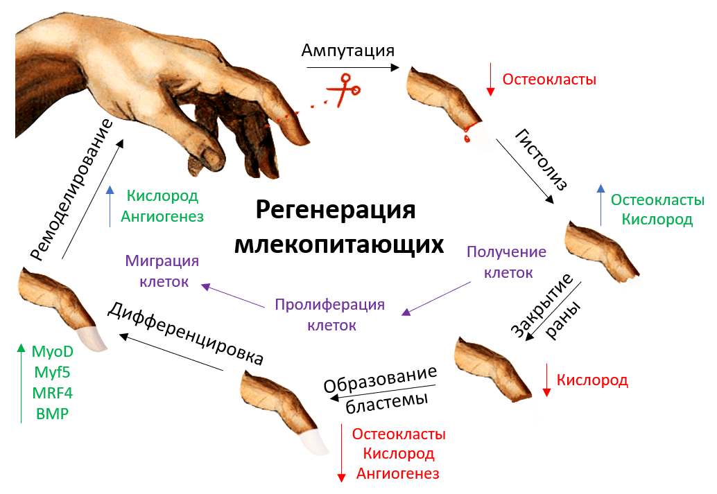 Цикл регенерации кончика пальца у млекопитающих