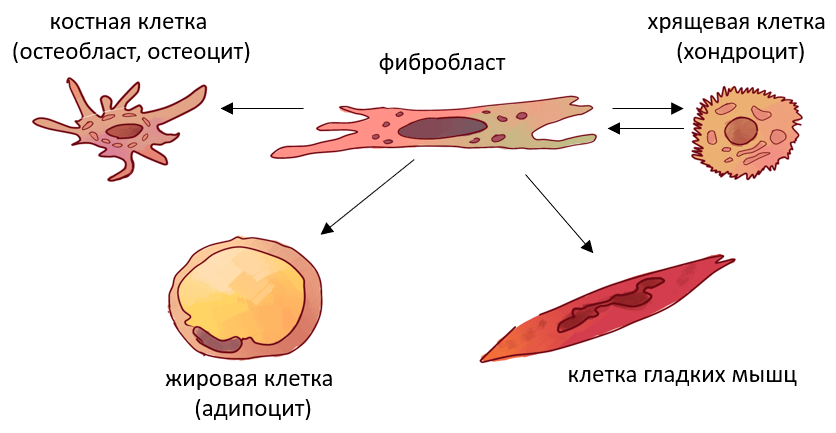 Универсальные фибробласты