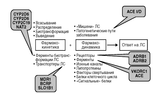 Модификации генов, которые влияют на действие и метаболизм лекарств