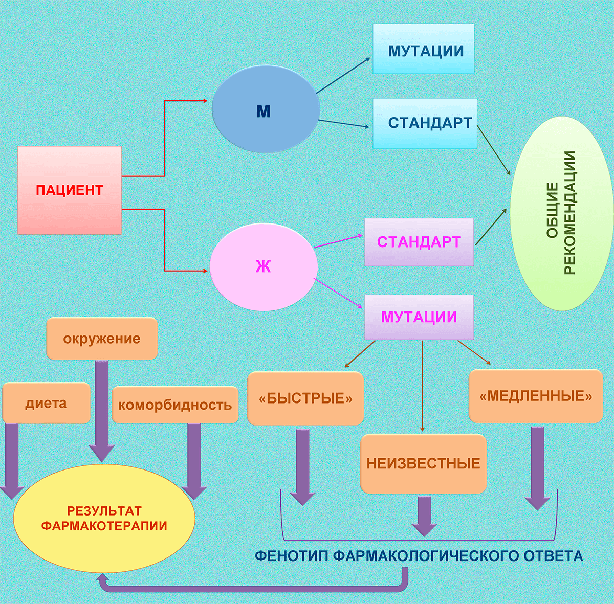 Общая схема влияния генетики и пола на фармакологический ответ