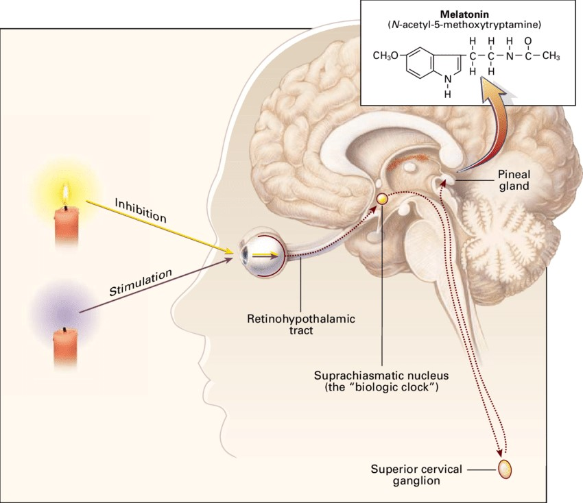 Продукция мелатонина
