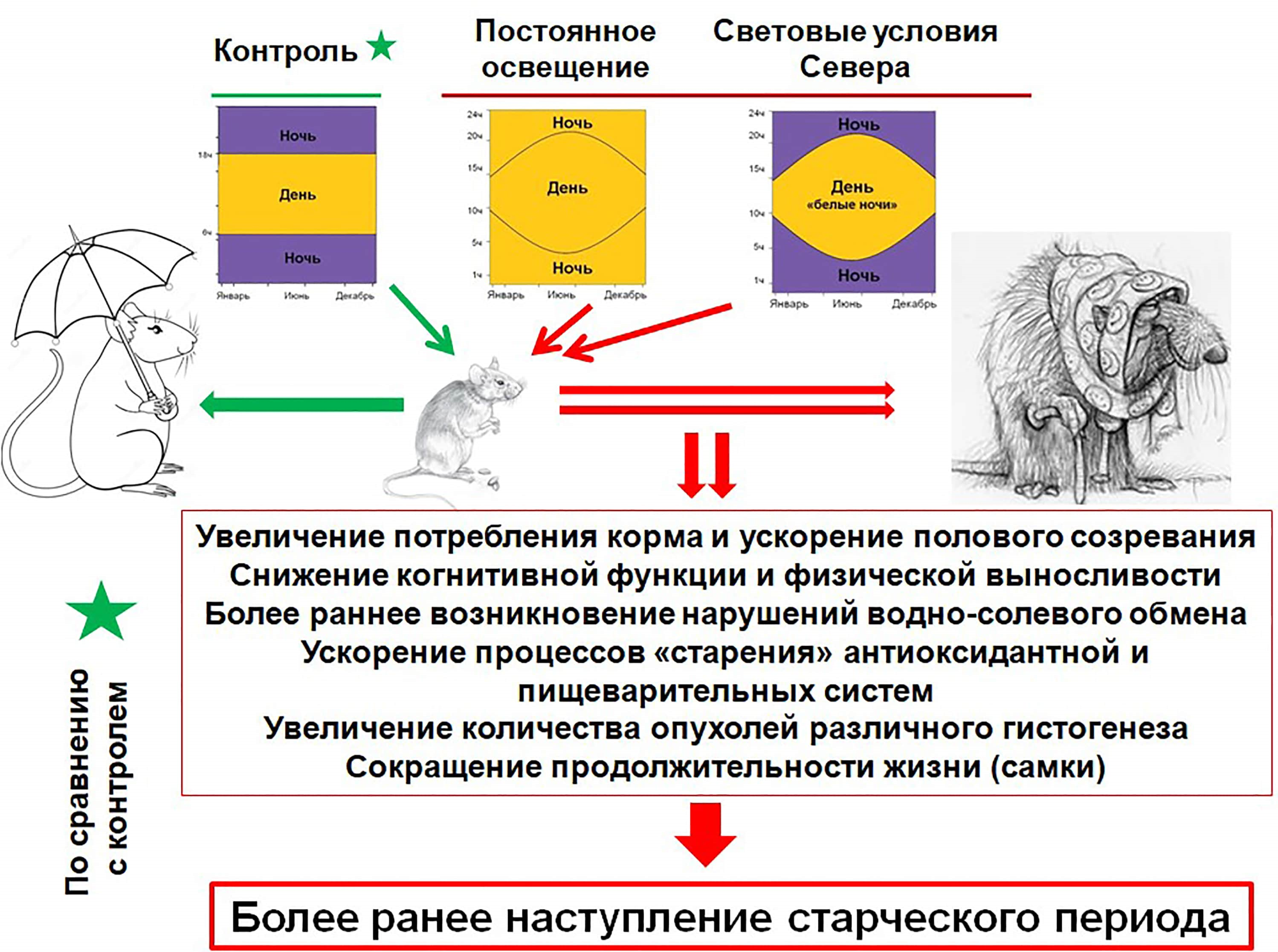 Влияние световых режимов