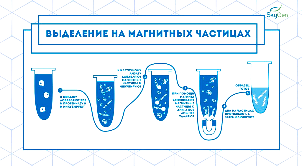 Выделение нуклеиновых кислот на магнитных частицах