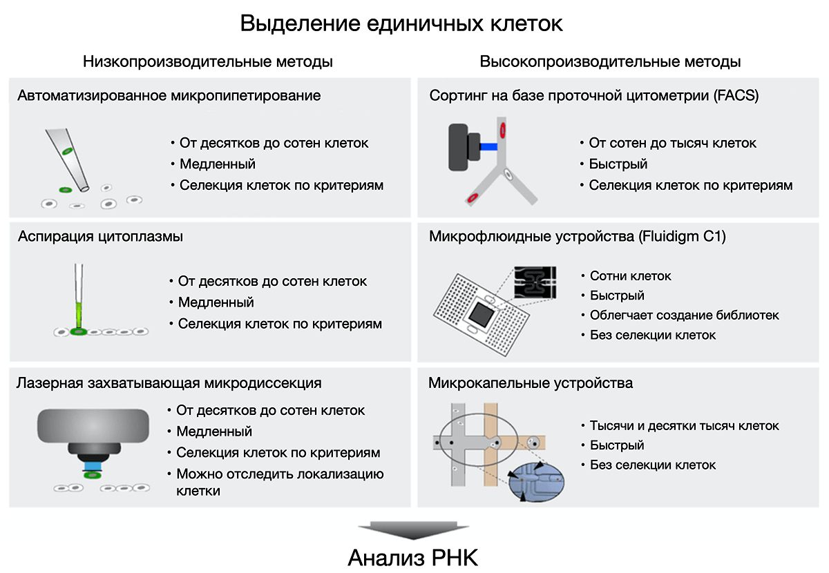 Методы выделения единичных клеток