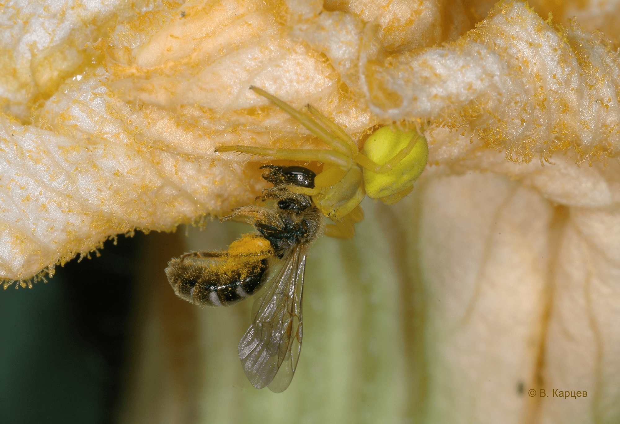 Misumena vatia