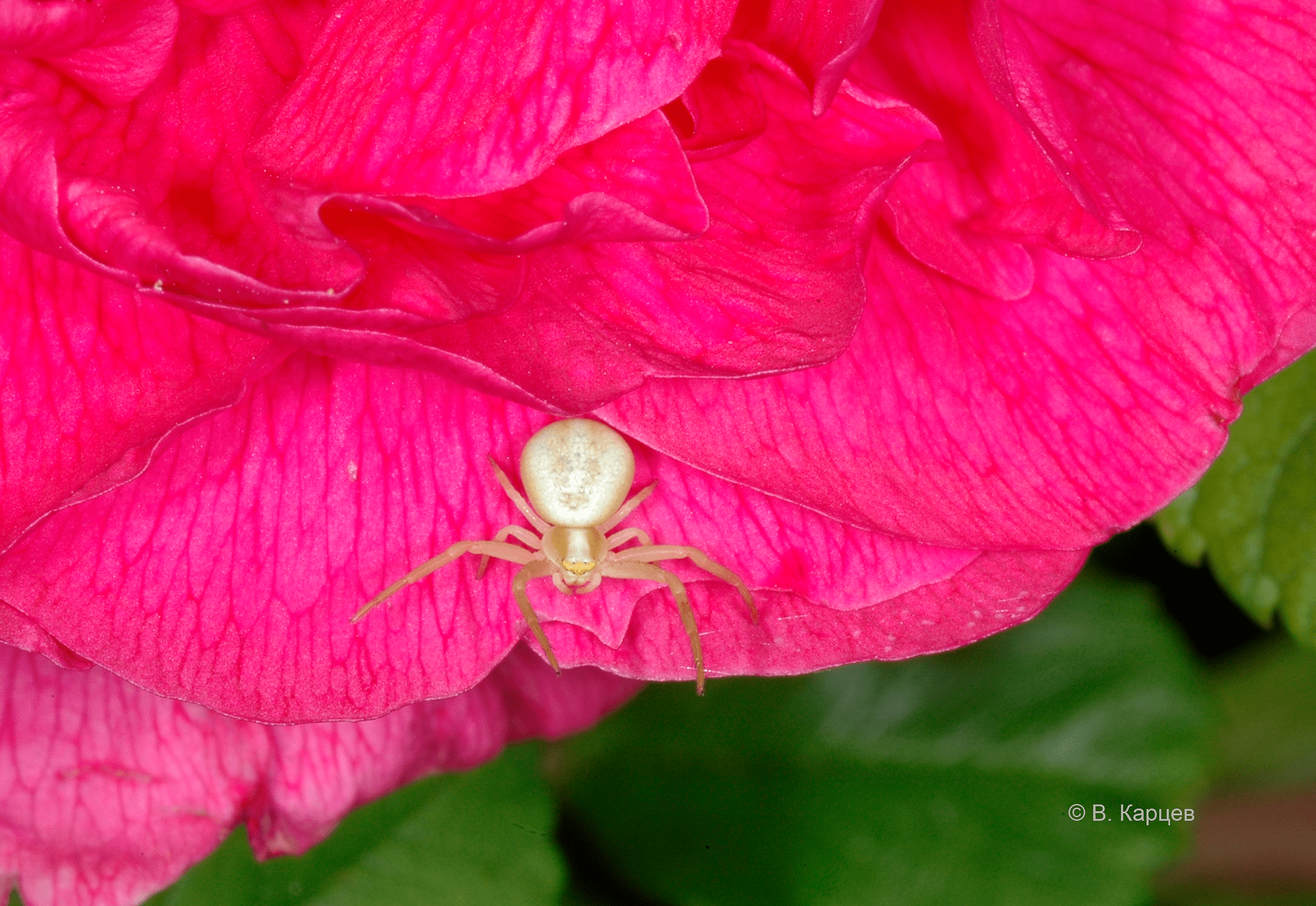 Misumena vatia