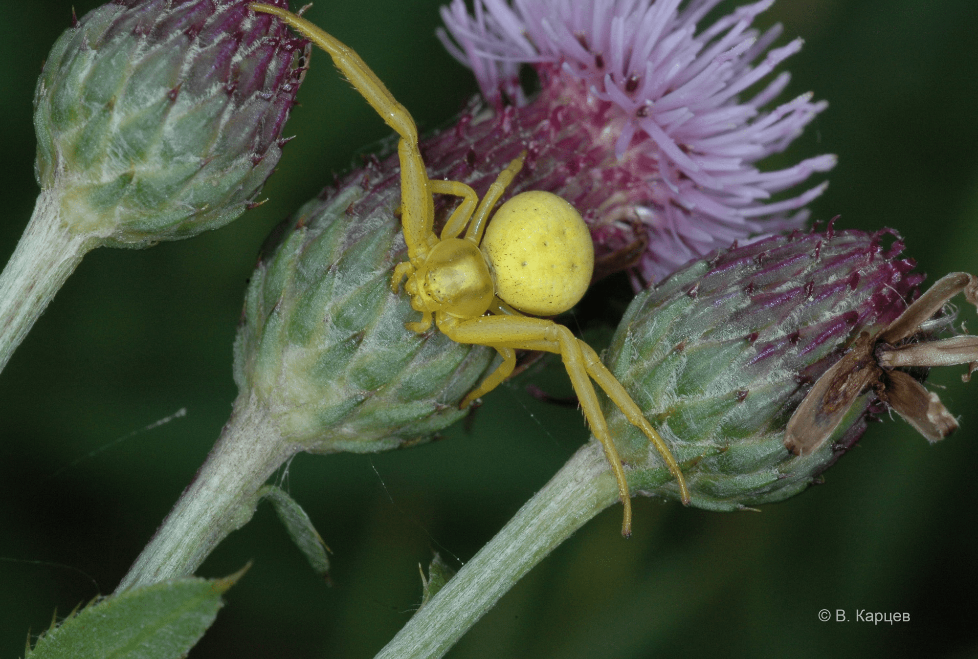 Misumena vatia