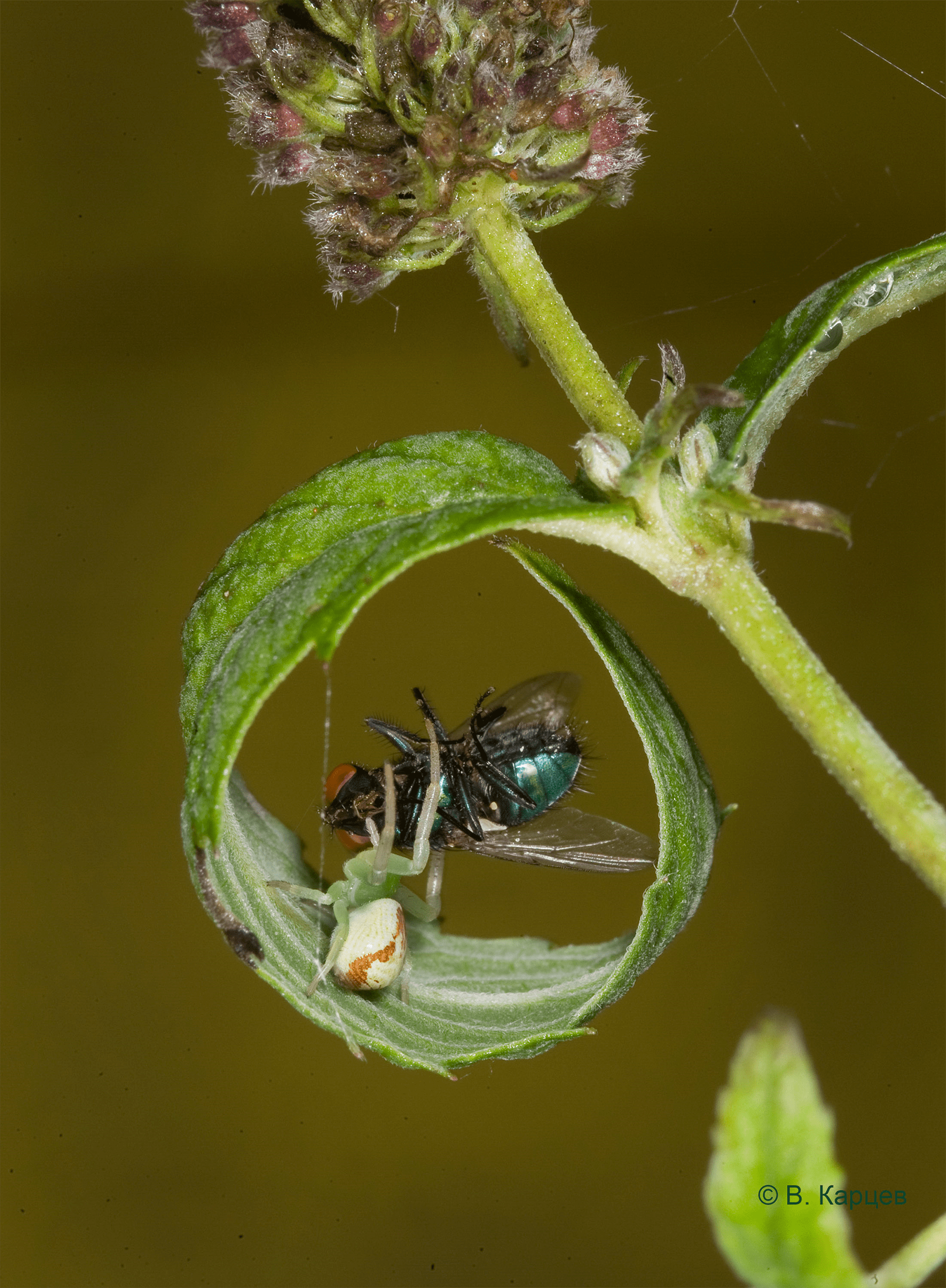 Ebrechtella tricuspidata