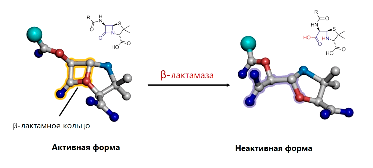 Разрушение β-лактамного кольца