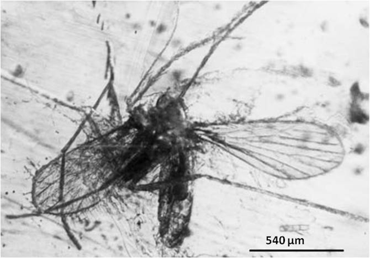 Песчаная муха Palaeomyia burmitis